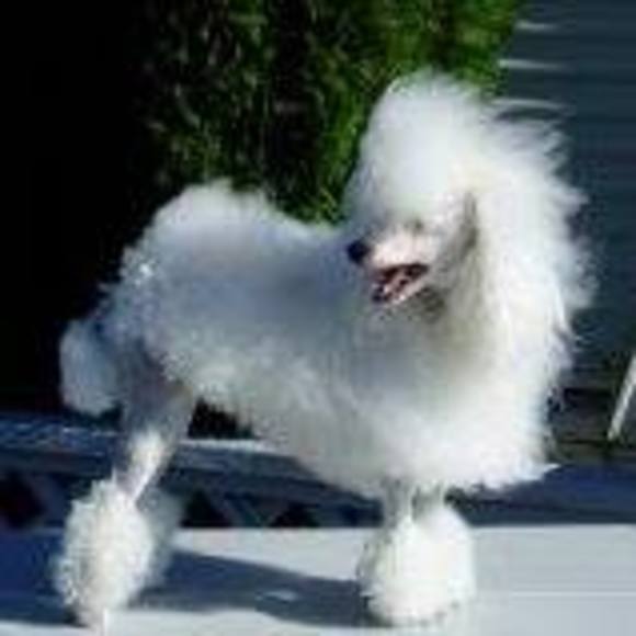 punkypoodle